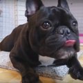 全力で大好き！を表…