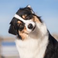 『天然な犬』がよく…