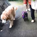 どこまでも付いてい…
