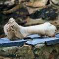 犬に必要なカルシウ…