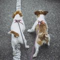 小型犬にとって適切…