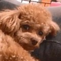 気持ちよさそうに寝…