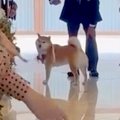 結婚式で『指輪を運…