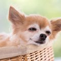 愛犬の表情から読み…