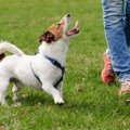 愛犬が取れる資格「…