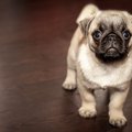 留守番が原因で鬱に…