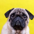 犬が『悲しい表情』…