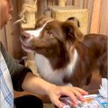 犬が『大好きなおば…