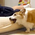 娘が学校から帰宅→気…