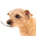 犬の介護食って具体…