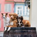 犬は自分の体のサイ…