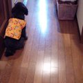 犬を飼い始めた人あ…