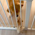 子犬と先住犬が『出…