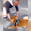 朝一番、犬が愛して…