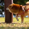 犬が散歩中に電柱を…