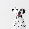 犬の性格は一生変わ…