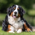 英国で犬の股関節と…