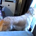歯医者のため外出→留…