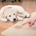 犬のワガママ行動を…