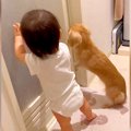 犬と赤ちゃんが『入…