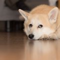 犬のしつけ～罰を使…