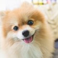 『小さくて飼いやす…