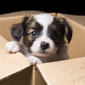 犬が『ダンボール』…