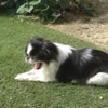 犬の表情に注目！犬…