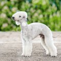 犬の銅貯積肝障害の…