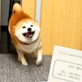 テンションMAXな犬に…