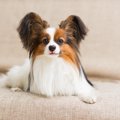 パピヨンは抜け毛が…