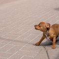 『犬を怖がらせてし…