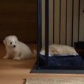 真っ白もふもふ赤ち…