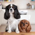 犬が『高い所に登り…