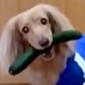 油断したら犬に『き…