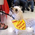 犬目線の素敵な詩「I…