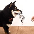 犬が飼い主をからか…