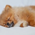 犬も「寝たふり」を…