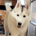 大型犬の3匹に『おい…