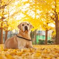 犬の散歩、実は危険…