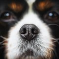 犬にとっての不快な…
