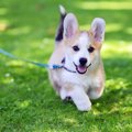 犬が散歩中に突然走…