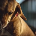 犬の『トラウマ』と…