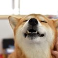 犬が人に触られるの…