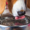 犬に飲ませる水は『…