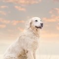 犬が亡くなる『前兆…