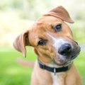 犬は『飼い主のこと…