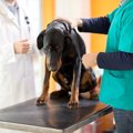犬のBUN値は高くても…