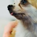 チワワの水頭症の症…