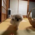 【ほっこり】前進しながらお手♡ペキニーズパピーの可愛さにメロメロ